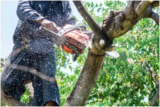 tree services Big Bend